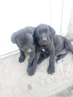 Cane corso