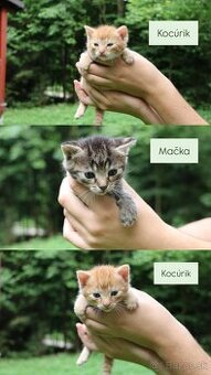 DARUJEME MAČIATKA s možnosťou dovozu