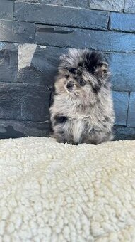 Pomeranian mini merle
