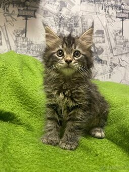 Maine coon, mainská mývalia mačka