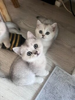 Britské mačiatka chinchilla