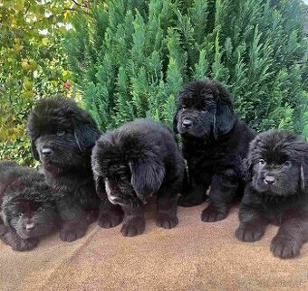 Novofundlandský pes