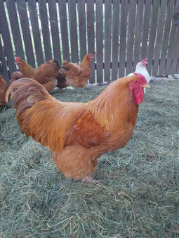 Darujem kohúta Oravka žltohnedá veľká forma