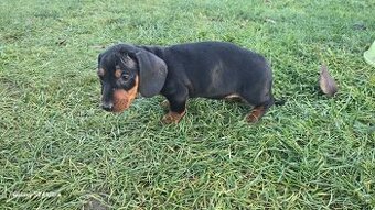 Jazvecik kratkosrsti.