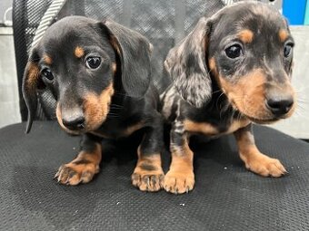 Jazvečík trpasličí