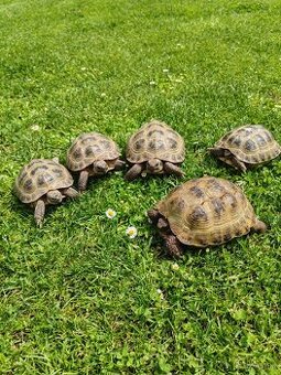 Testudo horsfieldii
