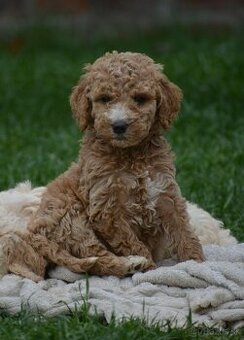 Goldendoodle F1b