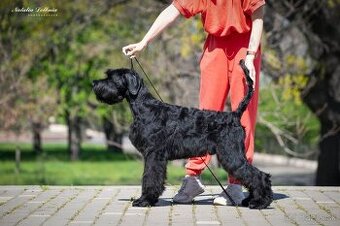 Veľky bradáč 6 m rodokmen