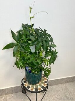 Mučenka (Passiflora)