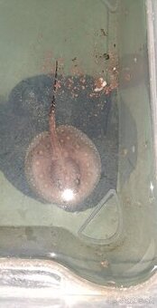 potamotrygon motoro mini royal marbled