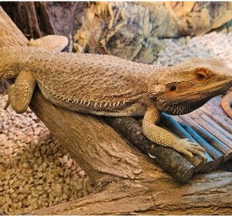 Agama bradata