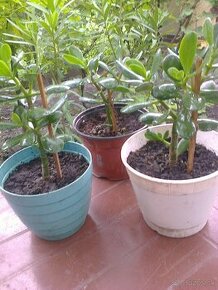 Tučnolist,  kaktusy, hortenzia ,budlea......