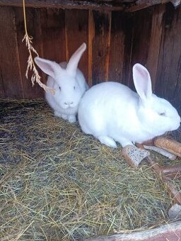 Predám zajace králiky