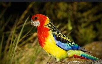 Kupim exoticke vtactvo