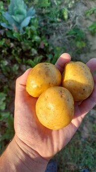 Predám kŕmne zemiaky