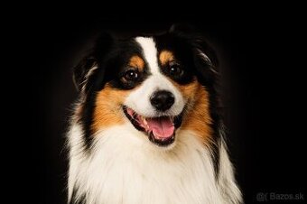 Krytie – Austrálsky ovčiak s PP (Clay, 5 rokov)