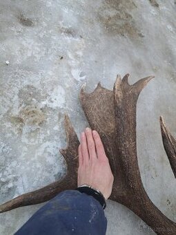 Parohy, parozie, jelen