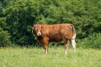 Limousine plemenny byk