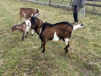 Ponúkam capa na krytie