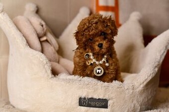 Pudel Pudlik Teacup MINI pesek pudla Teacup Cina XXS