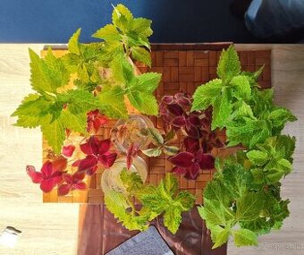 Predávam odrezky Coleus