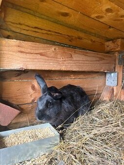 Predám samicu