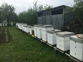 predám včely