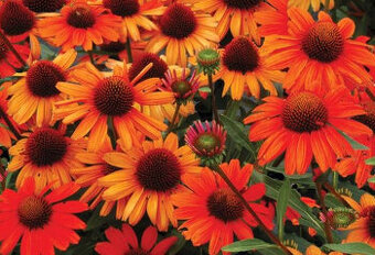 Echinacea-rôzne farby
