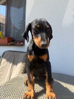 Doberman šteniatka