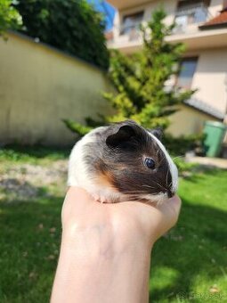 Morčatá/Morča