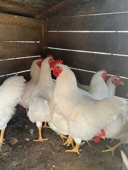 Predám domáce kohúty - plimutky biele