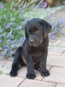 Labrador retriever