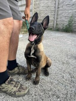 Belgicky ovčiak malinois