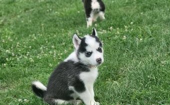 Sibírsky Husky