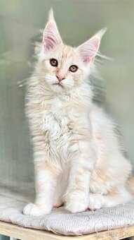 Harris Maine Coon Kocur s PP