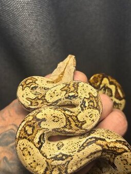 Velhad kralovsky, samec, 1 rok