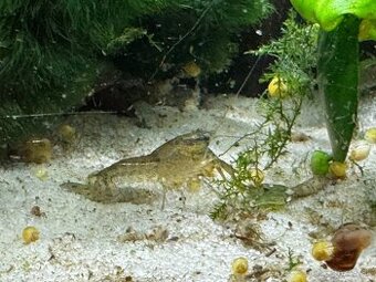 Predám mini ráčikov cambarellus demitus