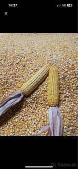 Predám kukuricu