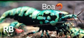 PREMIUM AKVA KREVETKY🦐Caridina a Neocaridina- Odber Zilina