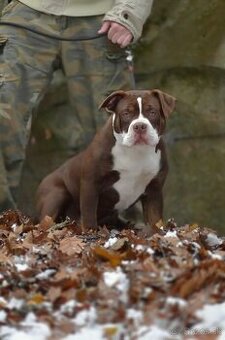 American bully - ch.s. Family Muscle Bullies