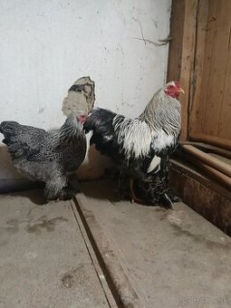 Zdrobnelá brahmanka