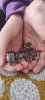 Mladé škrečky - džungarské