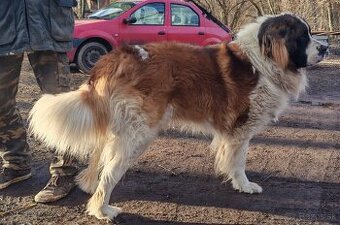 Moskovský strážny pes