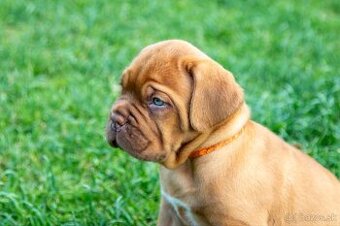 Dogue De Bordeaux, bordeauxská doga, bordó doga