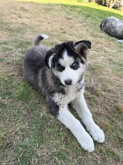 Sibírsky Husky