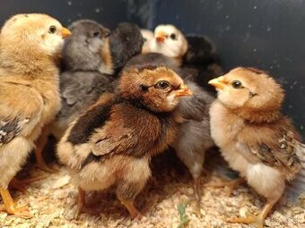 Araukana, araucana kuriatka