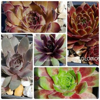 Skalné ruže - sempervivum - 1