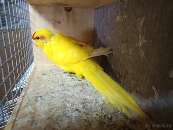 Kakariky
