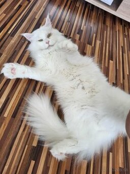 Kocúr Maine Coon s PP
