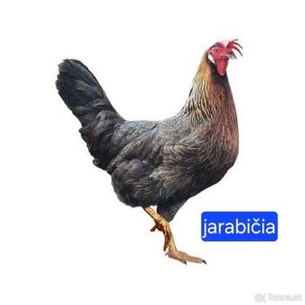 Mládky Dominant. (JARABIČIA)
